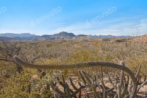 Preview: Cactus At Puerto Gato, Isla San Jose, Gulf Of California, Sea Of Cortez, Mexico