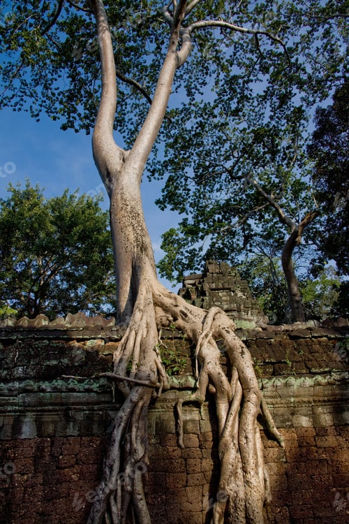 Preview: Roots Of Tetrameles Nudiflora In Ta Prohm Temple, Angkor, Siem Reap, Cambodia