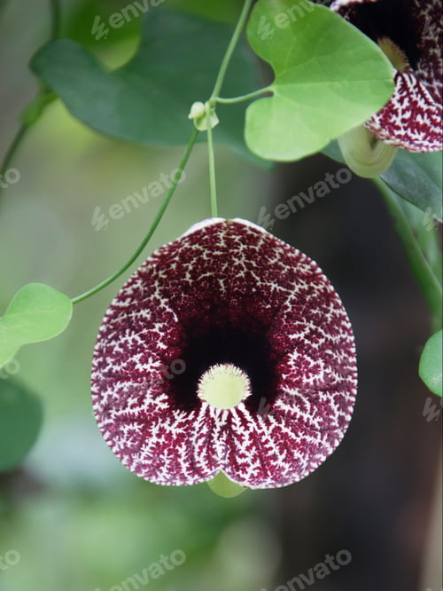 Preview: Close Up Of An Aristolochia Plant Near Koumac, New Caledonia, Overseas Territory Of France