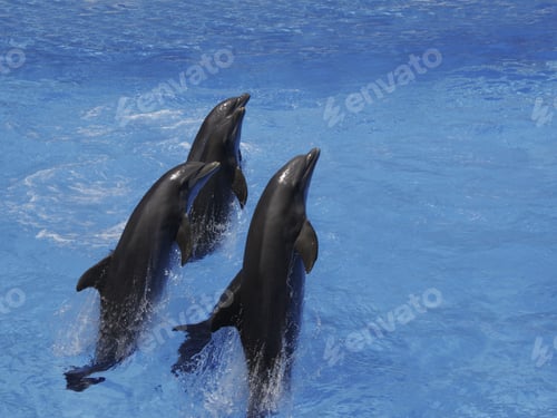 Preview: Bottlenose Dolphins Jumping Out Of Water, Loro Parque, Tenerife, Canary Islands, Spain