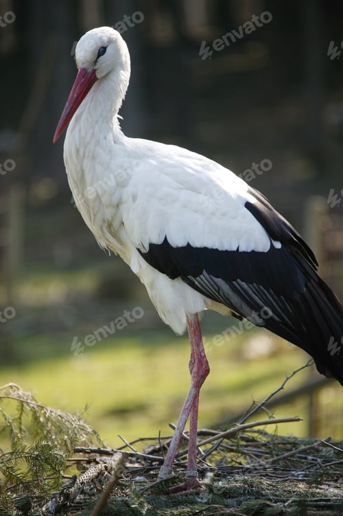 Preview: View Of European White Stork