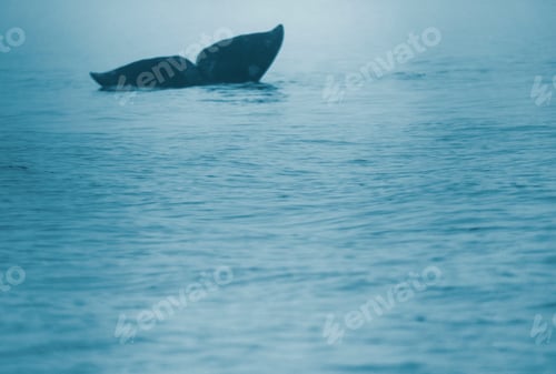 Preview: Fluke Of A Gray Whale, Eschrichtius Robustus, Boca De La Soledad, Baja California Sur, Mexico