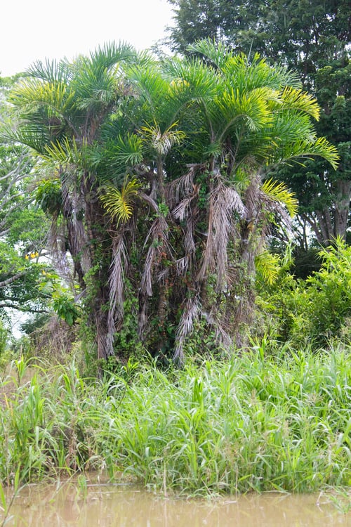 Preview: Euterpe Edulis, Palm Trees At The Riverside Of The Amazon River Near Balaio, Brazil