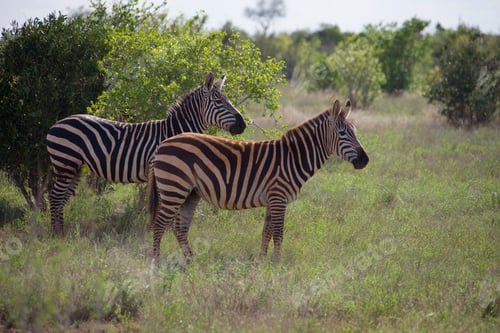 Preview: Mountain Zebras At Tsavo East National Park, Kenya, Africa