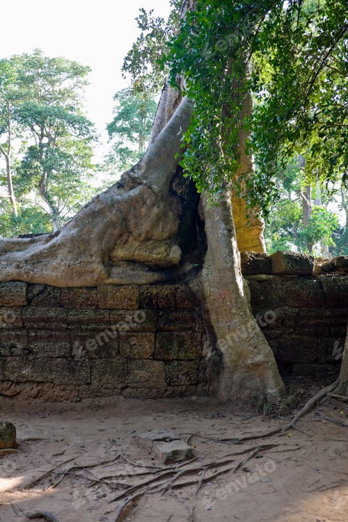 Preview: Roots Of Tetrameles Nudiflora In Ta Prohm Temple, Angkor, Siem Reap, Cambodia