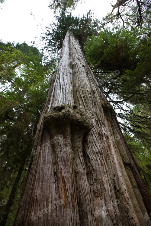 Preview: Giant Western Red Cedar, Rainforest Trail, Pacific Rim National Park Reserve, Vancouver Island
