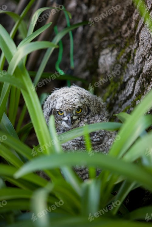 Preview: Baby Owl By A Tree