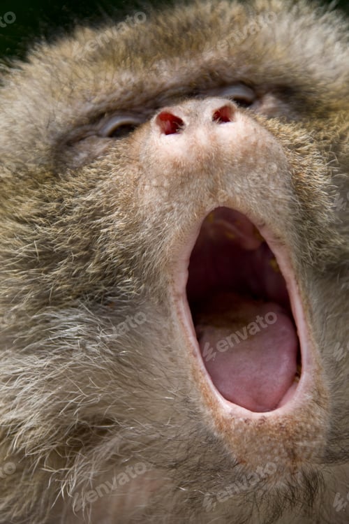 Preview: Close-Up Of Barbary Macaque With Mouth Open, Macaca Sylvanus, Gibraltar, British Overseas Territory
