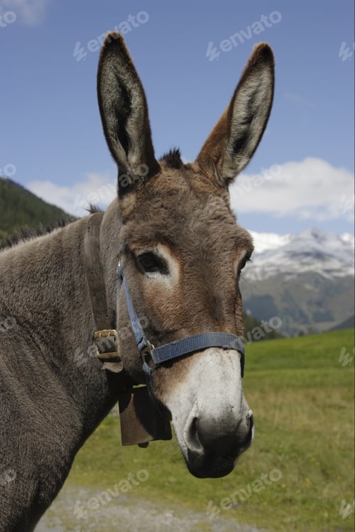 Preview: Close Up Of Donkey With Mountain In Background, Dischma Valley, Davos, Graubuenden, Grisons