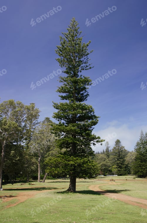 Preview: Norfolk Pine Tree In Park