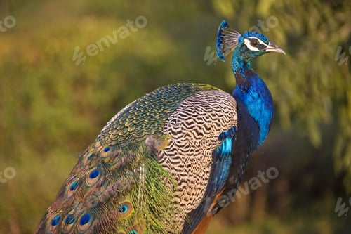 Preview: Peacock In The Garden Of Rambagh Palace Hotel, Jaipur, Rajasthan, India, South Asia