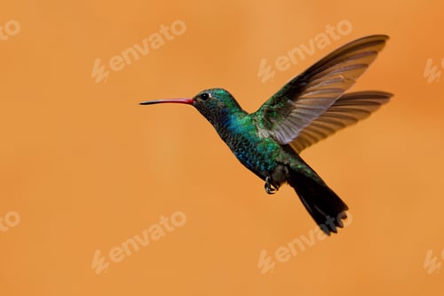 Preview: Hummingbird, El Fuerte, Sinaloa, Mexico