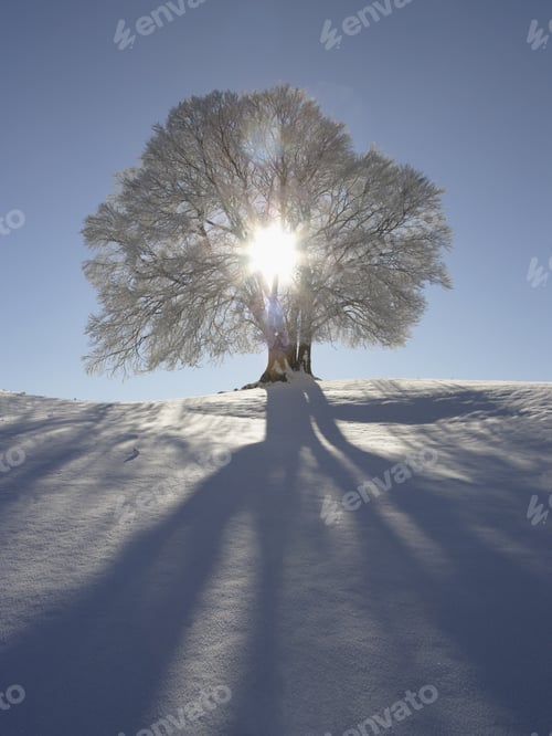Preview: Sun Shining Through Tree In Snow, Bavaria, Germany