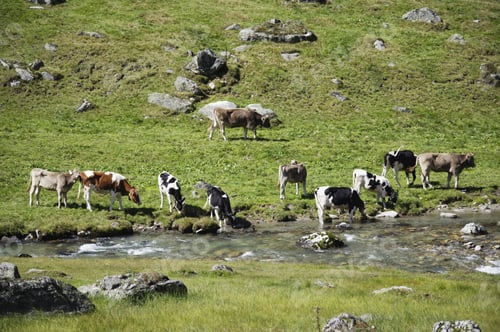 Preview: Cattle Herd Drinking At Dischma Brook, Dischma Valley, Davos, Graubuenden, Grisons, Switzerland