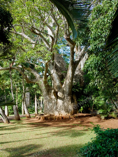 Preview: Baobab Tree At Garden Near Port Louis, Mauritius, Africa