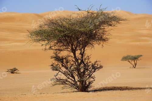 Preview: Incense Trees At Wahibi Sands, Oman