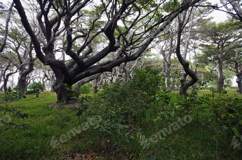 Preview: Manikara Dissecta Or Buni Trees, Ile Des Pins, New Caledonia, Overseas Territory Of France