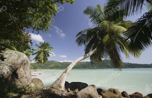 Preview: Palm Trees And Rocks Along Beach, Anse A La Mouche, Mahe', Seychelles