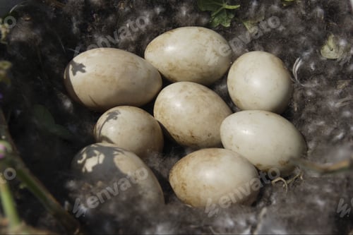 Preview: Close Up Of Nest Of Duck Eggs