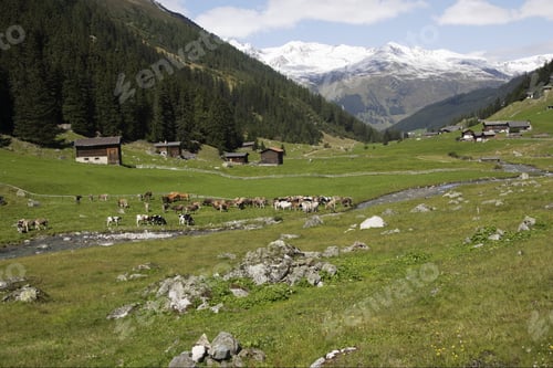 Preview: Scenic View Of Valley With Cattle Herd Next To Dischma Brook, Dischma Valley, Davos, Graubuenden
