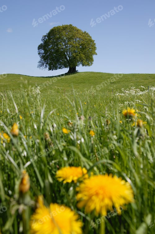 Preview: Meadow And Tree In Spring, Bavaria, Germany