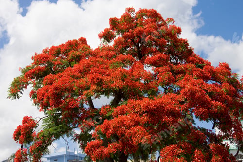 Preview: Flame Tree Or Flamboyant At Port Louis, Mauritius, Africa
