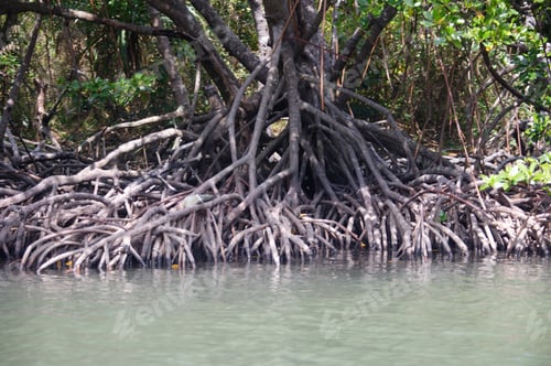Preview: Mangrove Tree At Edge Of Linderalique Lagoon Near Hienghene, New Caledonia, Overseas Territory Of