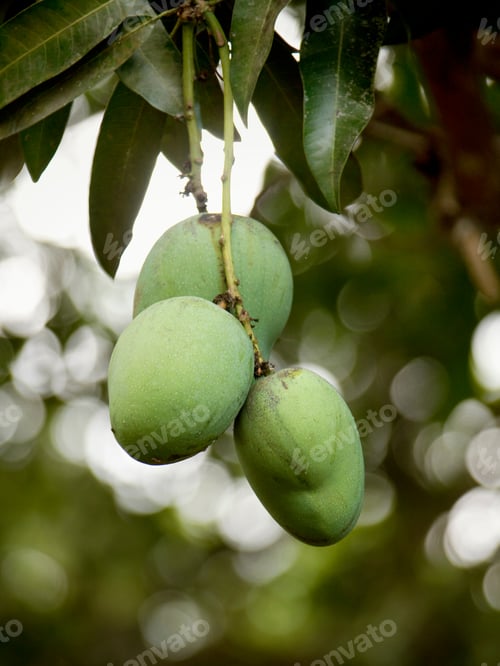 Preview: Close-Up Of Mango, Mamoudzou, Mayotte, French Overseas Department, Union Of The Comoros, Africa