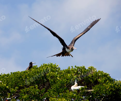 Preview: Frigate Birds At Aldabra Atoll, Seychelles
