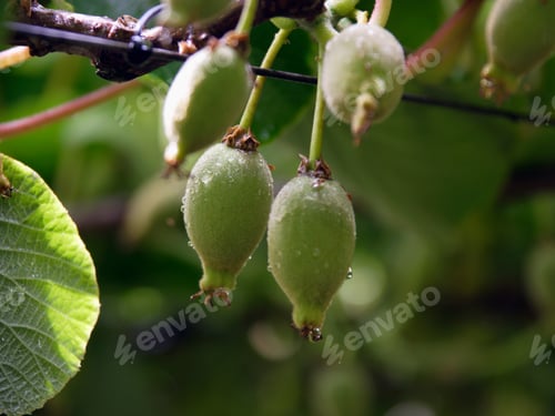Preview: Kiwi Fruits Hanging On Tree, North Island, New Zealand