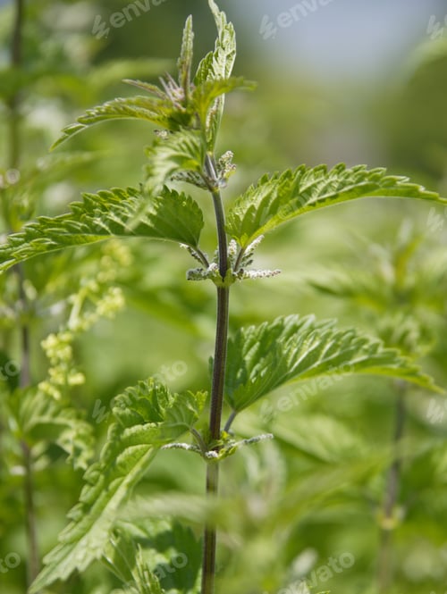 Preview: Close Up Of Nettle Plant