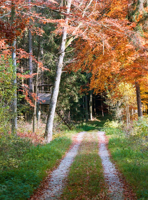 Preview: Autumnal Forest Road Near Pfullendorf, Baden-Wurttemberg, Germany