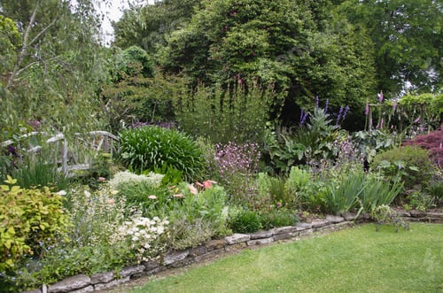 Preview: Flowers In Garden, North Island, New Zealand