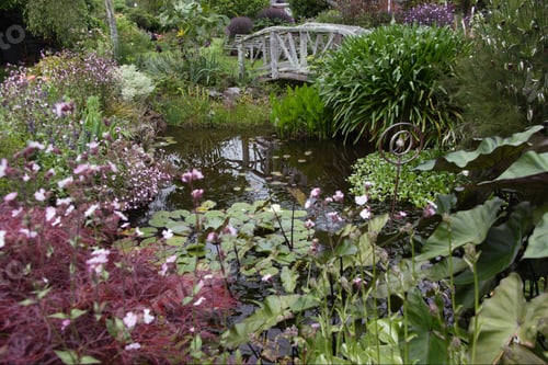 Preview: Pond And Footbridge In Garden, North Island, New Zealand