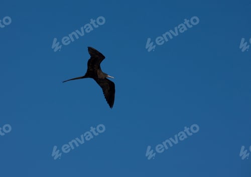 Preview: Great Cormorant, Topolobampo, Sinaloa, Mexico