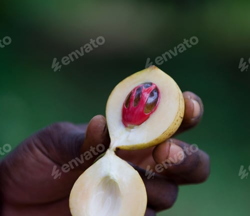 Preview: Mace (Red) Within Nutmeg Fruit, Zanzibar, Tanzania, Africa
