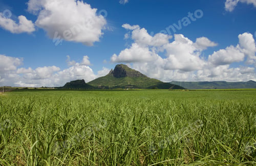 Preview: Sugar Cane Field And Mount Rempart At Mauritius, Africa