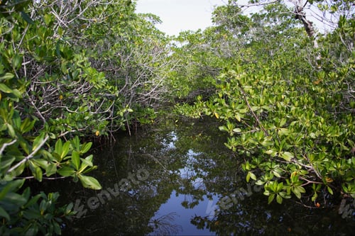 Preview: Mangroves Over Water, Key West, Florida, United States