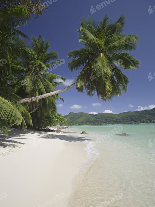 Preview: Palm Tree Over Beach, Anse A La Mouche, Mahe', Seychelles