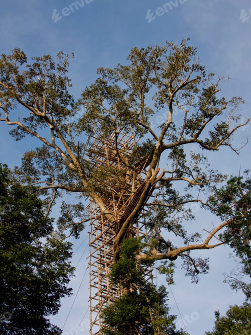 Preview: Bracing Of A Tree At Ta Prohm Temple At Angkor, Siem Reap, Cambodia
