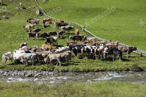 Preview: Cattle Herd Next To Dischma Brook, Dischma Valley, Davos, Graubuenden, Grisons, Switzerland