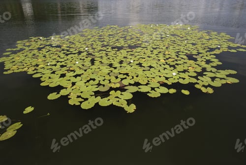 Preview: High Angle View Of Water Lilies In Lake Seeon, Klostersee, Chiemgau, Bavaria, Germany