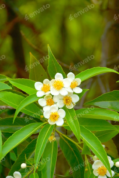 Preview: Wildflowers.