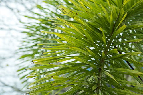 Preview: Close Up Of Foxtail Palm Leaves (Wodyetia Bifurcate A.K. Irvine).