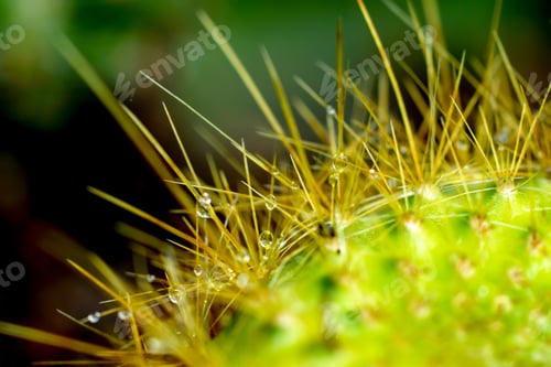 Preview: Close Up Of Cactus Spines