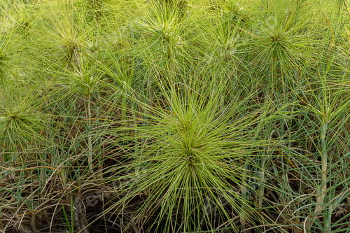 Preview: Close Up Spinifex Littoreus Grass On The Beach.