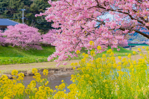 Preview: Kawazu Cherry Blossoms In Minamiizu-Cho, Kamo-Gun, Shizuoka Prefecture