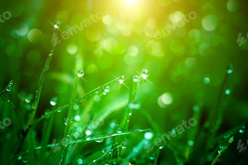 Preview: Fresh Grass With Dew Drops In The Morning.