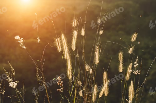 Preview: The Yellow Flower Grass With Blur Background In Sunlight.