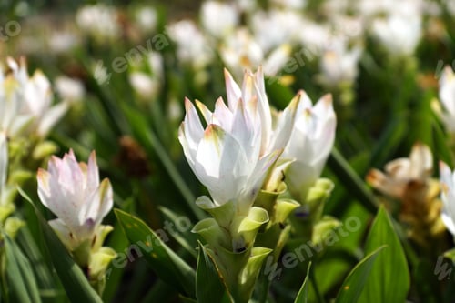 Preview: Siam Tulip (Curcuma Alismatifolia)